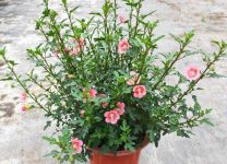 配土方法与种植土壤