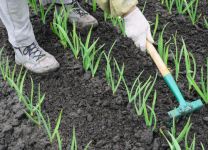 北方种大蒜如何过冬 东北大蒜的种植时间及越冬方法