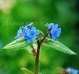 微孔草的作用用途