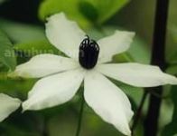 大花威灵仙的生态习性