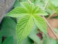 葎草的栽培技术