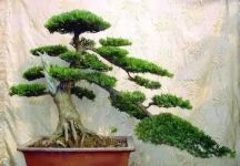 罗汉松的生态习性