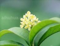 月桂的作用用途