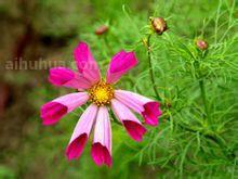 秋英的生态习性