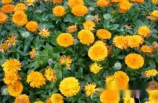 [认识金盏花]金盏花知多少