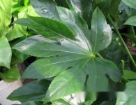 [认识八角金盘]八角金盘知多少