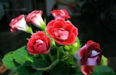 [认识大岩桐]大岩桐知多少