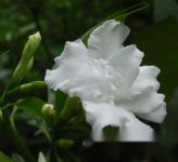 [认识狗牙花]狗牙花知多少