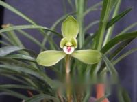 植物的营养器官