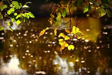 九里香怎么养，九里香的养殖方法和注意事项/修剪很重要