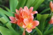 挑选君子兰的小技巧