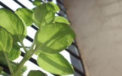 阳台蔬菜的常见病防治办法