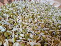 怎么处理豆瓣绿叶子发黑呢？一招让豆瓣绿变的更绿