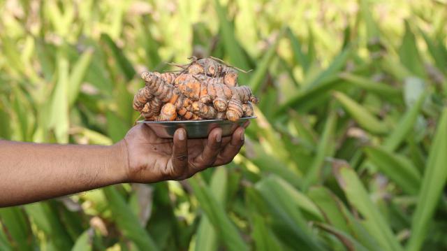 怎样进行无土栽培？