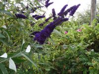 吃茼蒿减肥吗？茼蒿的功效与作用