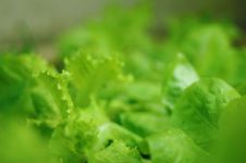 空心菜种植时间和方法，在4~7月份种植霜冻前收获