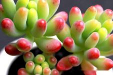 乙女心的茎秆可以扦插吗？乙女心扦插方法