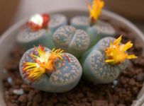 哪些多肉植物可以吃？有仙人掌属、芦荟、石莲花、石生花属等