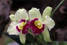 卡特兰喜欢酸性土壤吗