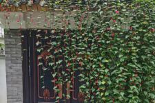 10款耐阴花，半年爬满墙，家里变成绿森林！