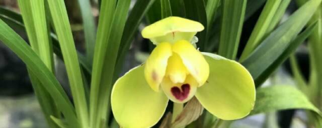 宋梅养多长时间会开花