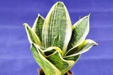 美叶虎尾兰 Sansevieria trifasciata ‘Laurentii Compacta’
