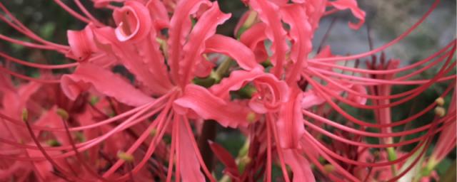 石蒜有没有花和果实