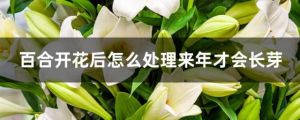 百合开花后怎么处理来年才会长芽