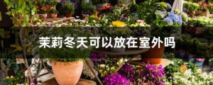茉莉冬天可以放在室外吗