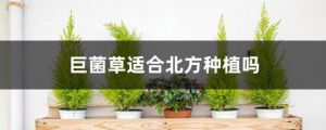 巨菌草适合北方种植吗