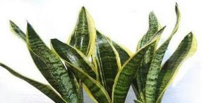 吸甲醛的植物有哪些？哪些适合室内种植