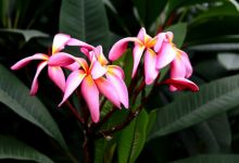 红鸡蛋花能用来干什么?红鸡蛋花的功效与作用介绍!