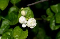 茉莉花不开花原因，茉莉花不开花怎么办