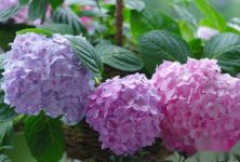 绣球花什么季节移栽最合适