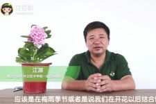 绣球花怎么种,绣球花扦插方法和时间