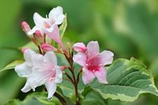 锦带花的四季管理，春季施肥夏季洒水降温