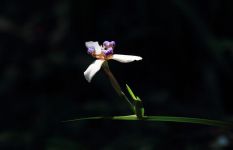 巴西鸢尾兰有毒吗？巴西鸢尾兰的功效与作用