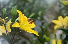 百合花什么时候种最适合