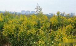 加拿大一枝黄花与国内的一枝黄花有什么区别