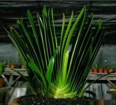 君子兰喜欢酸性土壤还是碱性土壤