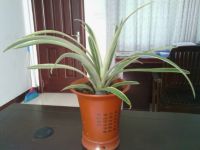 绿霸王图片大全!绿霸王，净化空气的霸王!