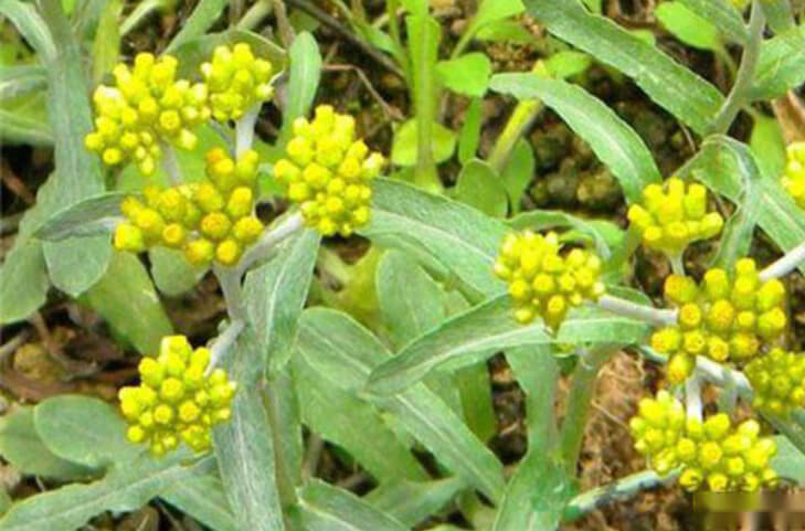 清明菜大图图片大全！民间赞不绝口的清明菜的究竟有哪些功效？ 第3张