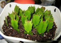 【蟹爪兰扦插】蟹爪兰的扦插方法