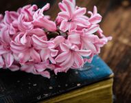 风信子冬天怕冷吗？其实风信子也和你一样怕冷。