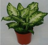 万年青冬天怎么浇水？老花匠冬天都是这么给万年青浇水的哦！