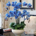 冬季蝴蝶兰怎么养才能快速的把花剑长出来