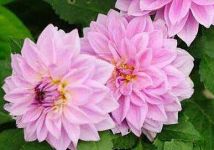 大丽花的养殖方法，尽量使用砂壤土