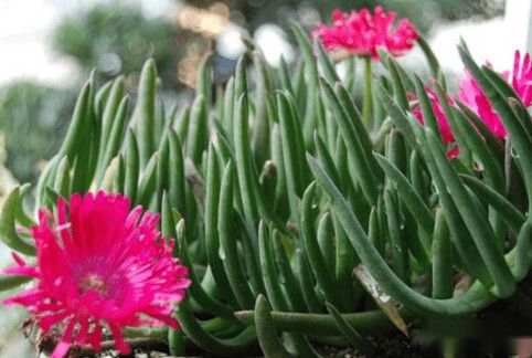 非洲冰草图片大全！非洲冰草高清图片！ 第6张