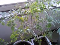 蔷薇叶子发黄原因分析和处理方法：