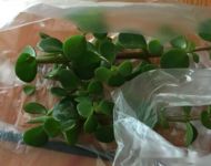 金枝玉叶怎么枝插，金枝玉叶枝插方法步骤